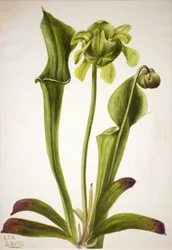 Green Pitcherplant Sarracenia orephila, 1933.