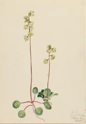 Green Pyrola Pyrola chlorantha, 1920.