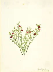ライチョウの木（Vaccinium scoparium）