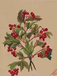 グラウスベリー Viburnum americanum, 1880.