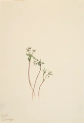 春のさきがけ Erigenia bulbosa、1920年。