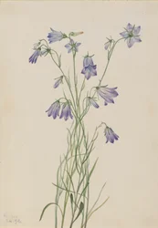 Harebell Campanula rotundifolia、1916年。