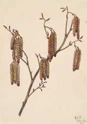 ヘイゼル・アルダー Alnus regosa, 1920.