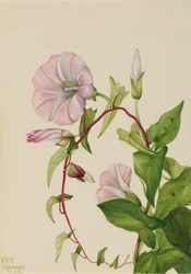 Hedge Bindweed Calystegia Convolvulus sepium, 1932.