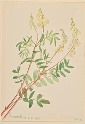 ヘディサルム（Hedysarum sulphurescens）