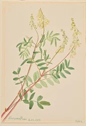 Hedysarum Hedysarum sulphurescens、1917年。