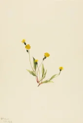 Heieracium gracile, 1903.