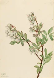 ハイブッシュ・ブルーベリー (Vaccinium corymbosum)