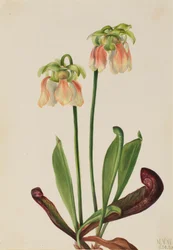 ハイブリッドピッチャープラント Sarracenia minor x psittacina, 1930.