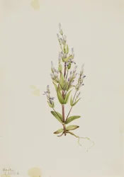 ラダーリンドウ Gentiana acuta, 1916.