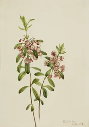 小羊草