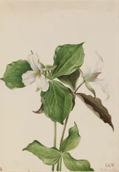 ラージ・ホワイト・トリリウム（Trillium grandiflorum）