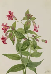 ルイス・モンキー・フラワー（Mimulus lewisii）