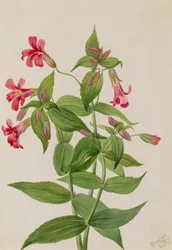 ルイス モンキー フラワー Mimulus lewisii、1899 年。