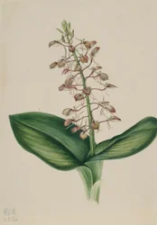 ユリノキ（Liparis liliifolia）