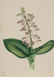リリー・トゥウェイブレード Liparis liliifolia, 1920.