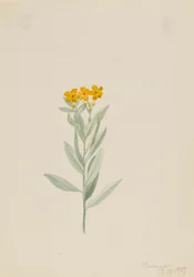 Lithospermum canescens、1907年。