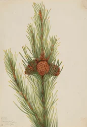 ロッジポール パイン Pinus Contorta murrayana、1921 年。