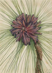 Longleaf Pine Pinus palustris, 1929.