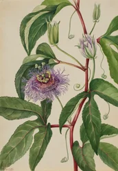 メイポップ Passiflora incarnata, 1926.