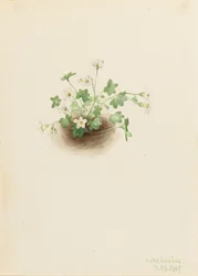 ミストメイデン Romanzoffia sitchensis, 1907.