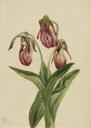 モカシン・フラワー（Cypripedium acaule）