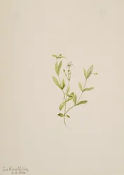 Moehringia laberiflora、1904年。