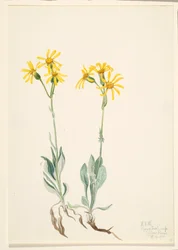 モンタナ・パルナシア Parnassia montanesis, 1920.