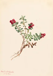 マウンテン・クランベリー (Vaccinium vitisdaea minus)