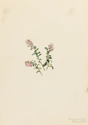 マウンテン・クランベリー (Vaccinium vitisidaea minus)