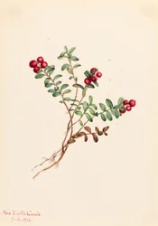 マウンテン クランベリー Vaccinium vitisdaea マイナス、1916 年。