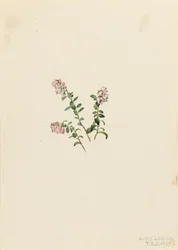 マウンテンクランベリー Vaccinium vitisidaea minus, 1907.