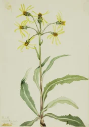 喪草（Senecio lugens）