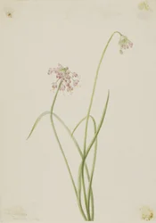 ノディング・オニオン（Allium cernuum）