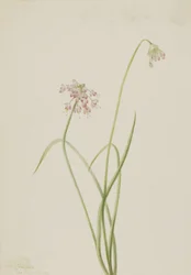Nodding Onion Allium cernuum, 1901.