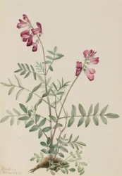 ノーザンヘディサルム（Hedysarum boreale）