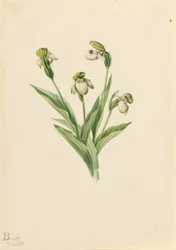 ノーザン・レディーズ・スリッパー (Cypripedium passerinum)