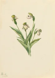 ノーザン レディース スリッパ Cypripedium passerinum、1916 年。