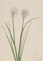北国のタマネギ Allium sibiricum, 1920.