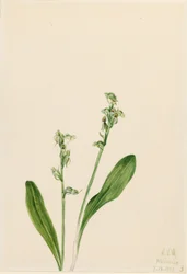 一葉の霧蘭 (Habenaria obtusata)