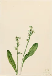 One-leaf-bog orchid Habenaria obtusata, 1922.