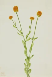 オレンジ色の Polygala Polygala lutea、1926 年。