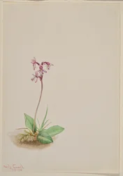 Orchis Orchis rotundifolia, 1916.