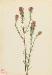 オウルクローバー Orthocarpus tenuifolius, 1923.