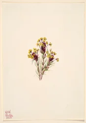 フクロウのクローバー(Orthocarpus erianthus)