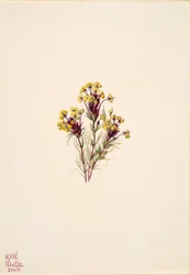 フクロウのクローバー Orthocarpus erianthus, 1935.
