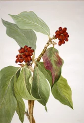 太平洋ハナミズキCornus nuttallii, 1933.