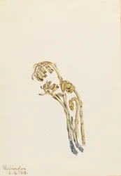 Pale Pinesap Hypopitys americana, 1918.