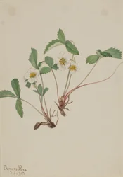 ペールストロベリー（Fragaria glauca）