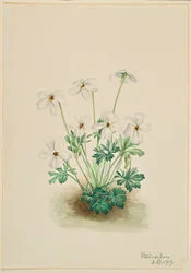 パンジー・スミレ（Viola pedata）